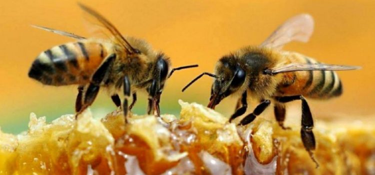 Caracterizaci N De La Diversidad Y Conservaci N De Abejas Nativas Sin